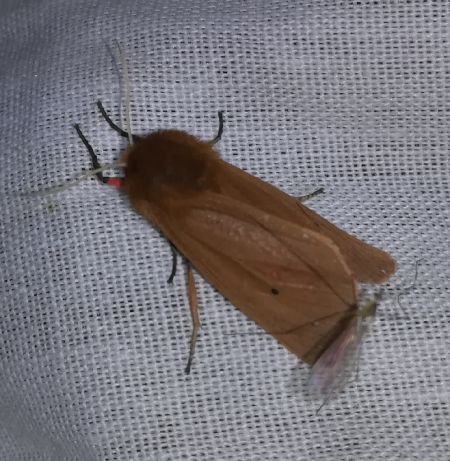 Phragmatobia fuliginosa  - Thomas Lux