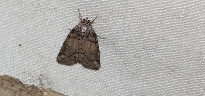 Bryophila ravula  - Melchior Viallet