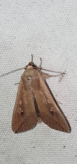 Mythimna unipuncta  - Melchior Viallet