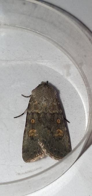 Euxoa decora simulatrix  - Melchior Viallet