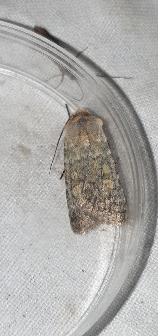 Euxoa decora simulatrix  - Melchior Viallet