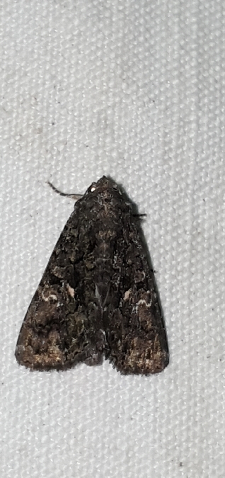Aedia leucomelas  - Melchior Viallet