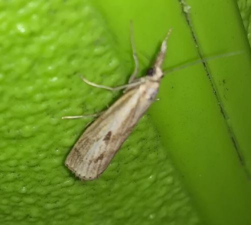 Agriphila inquinatella  - Thomas Lux