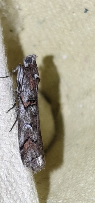 Pempelia palumbella  - Melchior Viallet