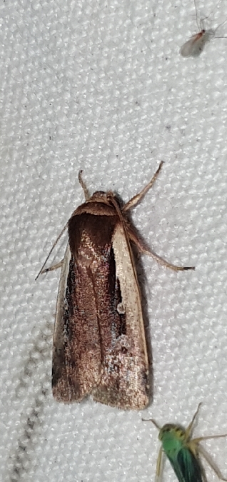 Cordon blanc  - Melchior Viallet