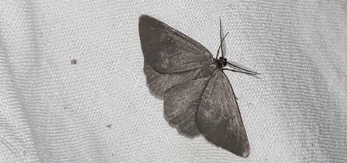 Crocota peletieraria  - Melchior Viallet