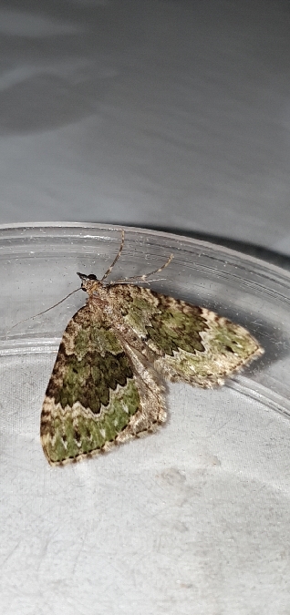 Colostygia olivata  - Melchior Viallet