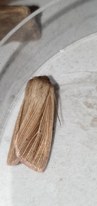 Leucanie souillée  - Melchior Viallet