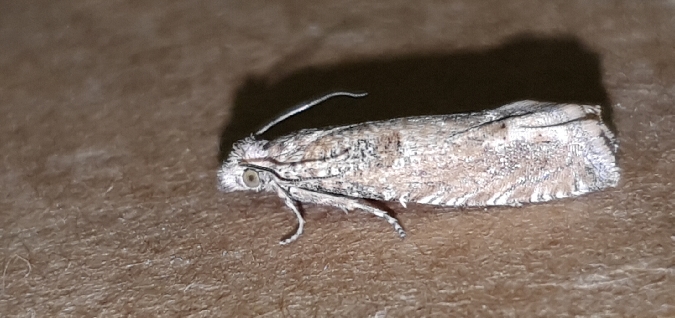 Pelochrista caecimaculana  - Melchior Viallet