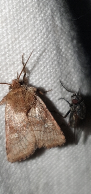 Lasionycta imbecilla  - Melchior Viallet