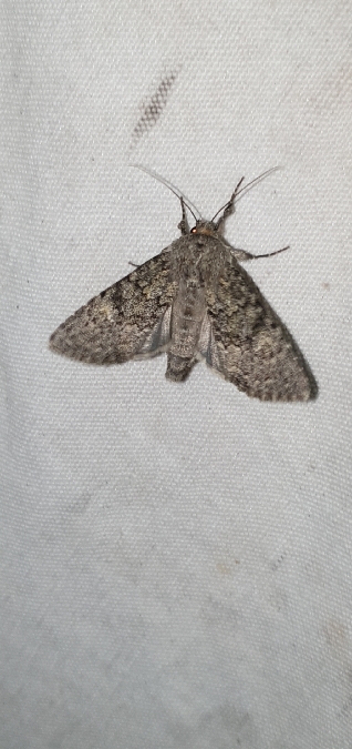 Apamea zeta  - Melchior Viallet