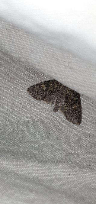 Apamea zeta  - Melchior Viallet