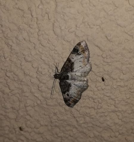 Catarhoe cuculata  - Thomas Lux