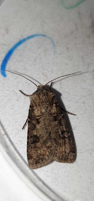 Agrotis clavis  - Melchior Viallet