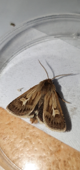 Cerapteryx graminis  - Melchior Viallet