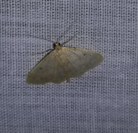Idaea biselata  - Thomas Lux