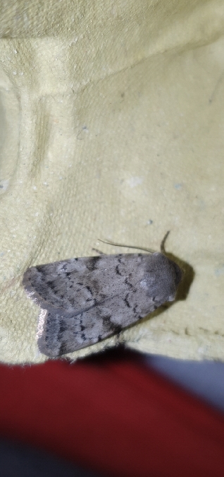 Epipsilia grisescens  - Melchior Viallet