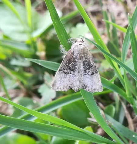 Mesoligia furuncula  - Thomas Lux