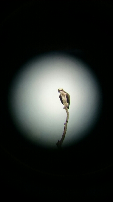 Balbuzard pêcheur  - Biosphärenreservat Fl Elbe M-V Bereich Boizenburg