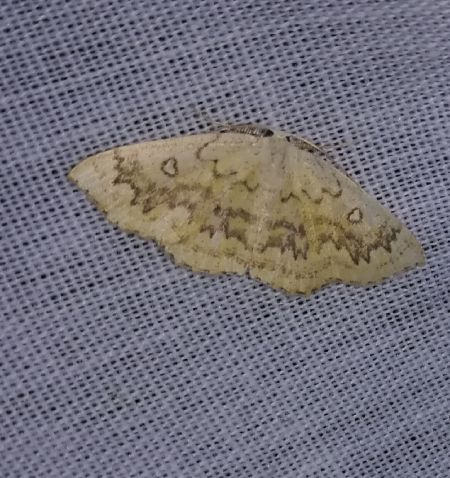 Cyclophora annularia  - Thomas Lux