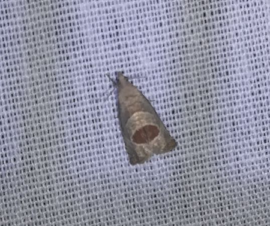 Notocelia uddmanniana  - Thomas Lux