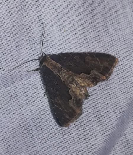 Dypterygia scabriuscula  - Thomas Lux