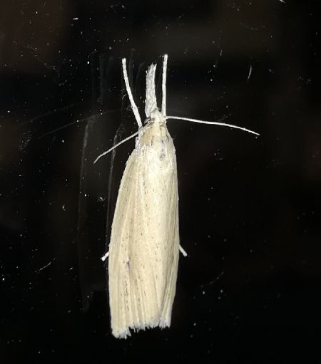 Chilo phragmitella  - Thomas Lux