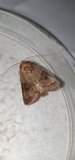 Hoplodrina blanda  - Melchior Viallet