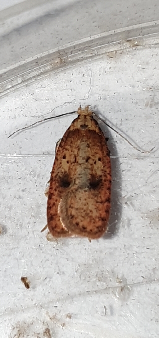 Agonopterix angelicella  - Melchior Viallet