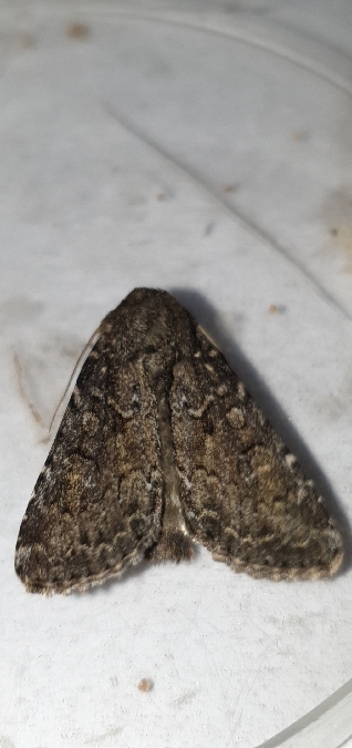 Apamea maillardi  - Melchior Viallet