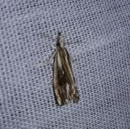 Catoptria verellus  - Thomas Lux