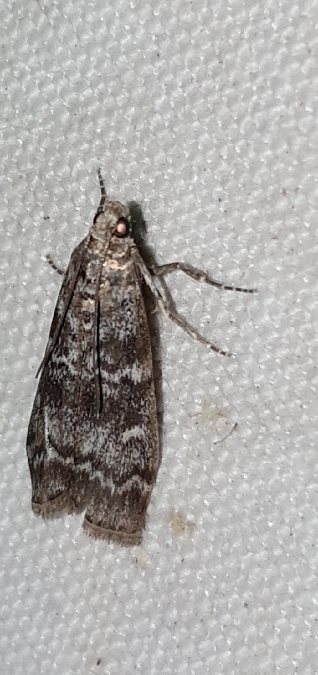 Dioryctria abietella  - Melchior Viallet