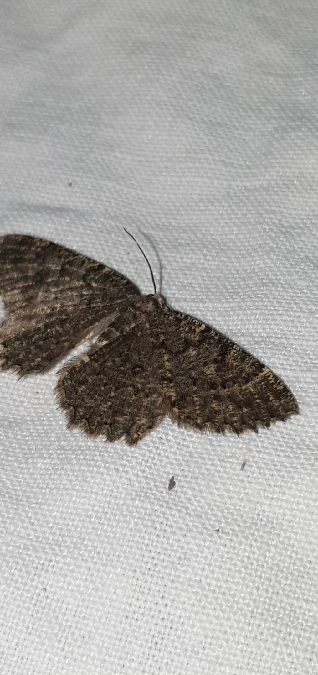 Charissa obscurata  - Melchior Viallet