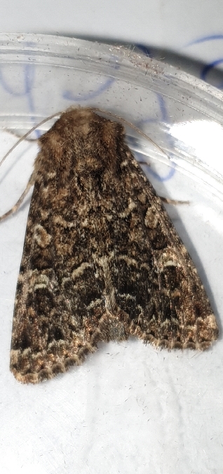 Apamea furva  - Melchior Viallet