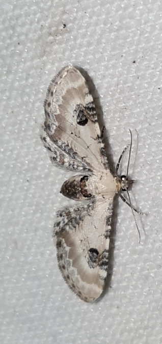 Eupithécie des centaurées  - Melchior Viallet