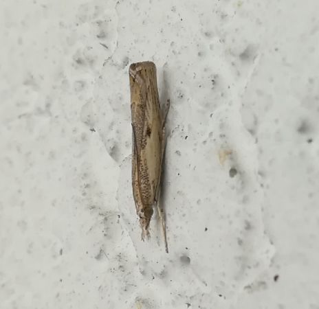 Agriphila inquinatella  - Thomas Lux