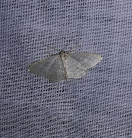 Idaea subsericeata  - Thomas Lux
