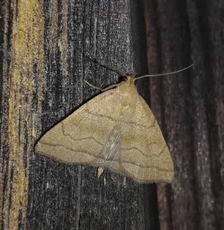 Herminia tarsicrinalis  - Thomas Lux