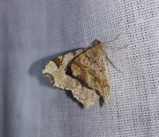 Macaria notata  - Thomas Lux