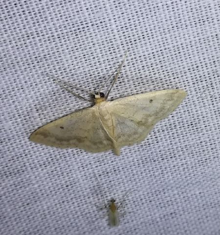 Idaea biselata  - Thomas Lux
