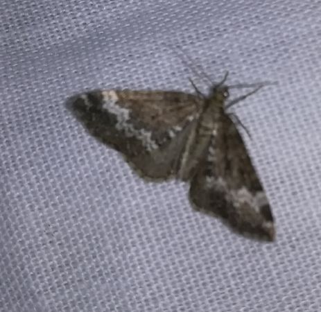 Perizoma alchemillata  - Thomas Lux