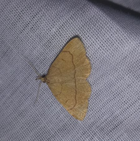 Paracolax tristalis  - Thomas Lux