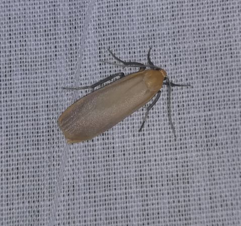 Lithosie déprimée (L. ocre)  - Thomas Lux