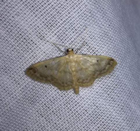 Idaea biselata  - Thomas Lux