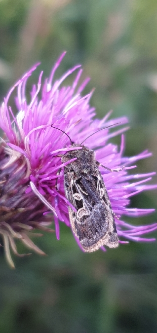 Chersotis ocellina  - Melchior Viallet