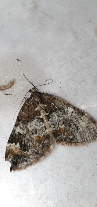 Cidarie de la myrtille  - Melchior Viallet