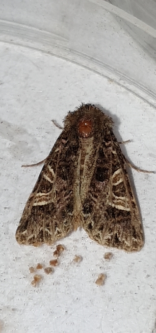 Sideridis rivularis  - Melchior Viallet