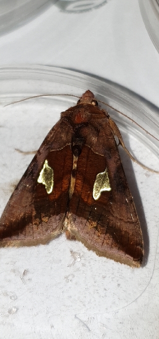 Autographa bractea  - Melchior Viallet