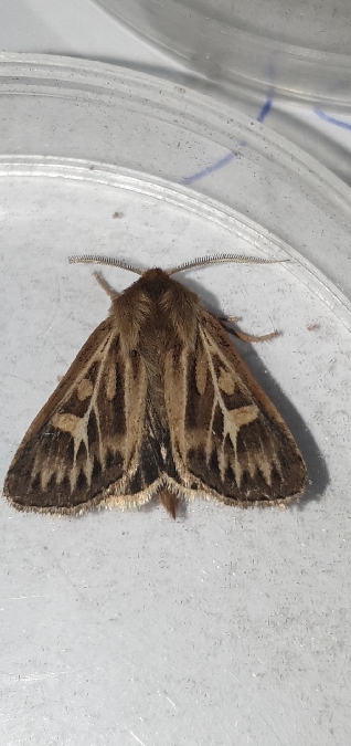 Cerapteryx graminis  - Melchior Viallet