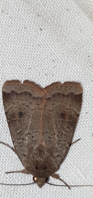 Hulotte  - Melchior Viallet